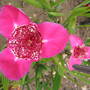 Tiger lily