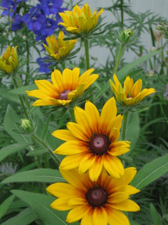 Blackeyed Susan and delphinium (Rudbeckia fulgida (Black-eyed Susan))
