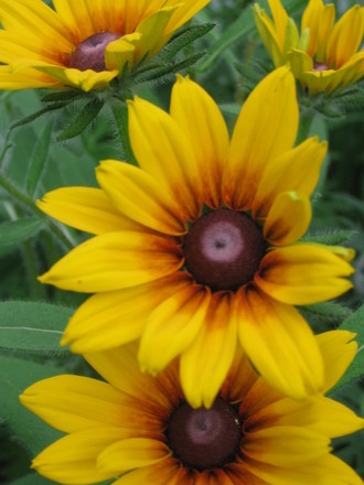 Blackeyed Susan (Rudbeckia fulgida (Black-eyed Susan))