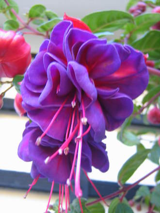 Fuchsia