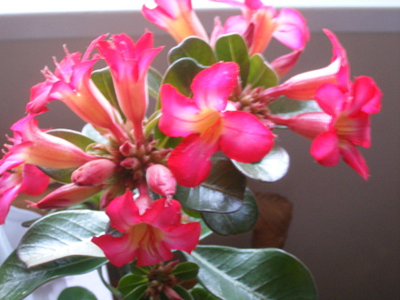 Desert Rose.