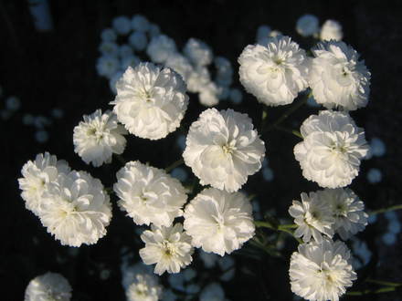 Bachelor's Buttons