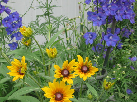 Blackeyed Susan and delphinium (Rudbeckia fulgida (Black-eyed Susan))