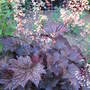 Heuchera "Plum pudding"