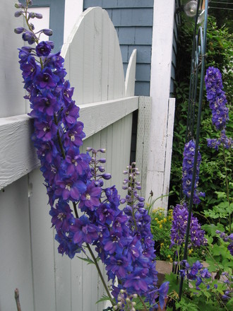 delphinium (Delphinium)