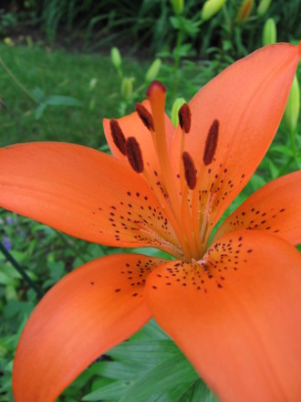 close up of orange lily (lilium)