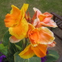 Canna lily (yellow)