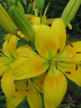 yellow lily (lilium)