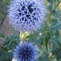 Echinops?