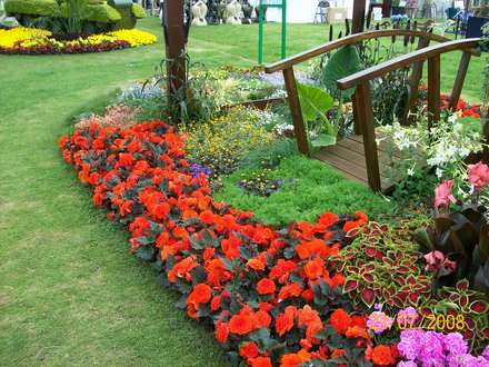 Tatton Park 2008 - RHS flower show