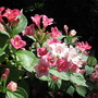 weigela (Weigela florida (Weigela))