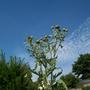 Picture_556