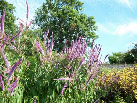 Aberglasney Gardens
