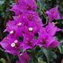 Bougainvillea