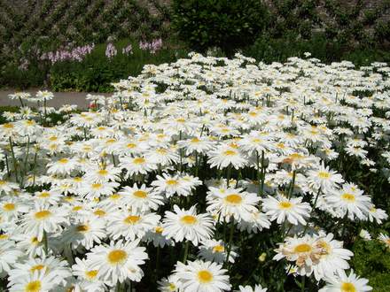 Aberglasney Gardens