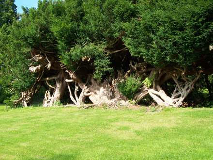 Aberglasney Gardens