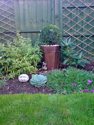 buxus (Buxus sempervirens (Common box))
