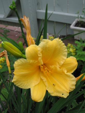 daylily (hemerocallis)
