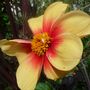 Dahlia 'Fata Morgana' July 24th 2008.