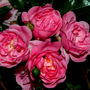Small pink roses