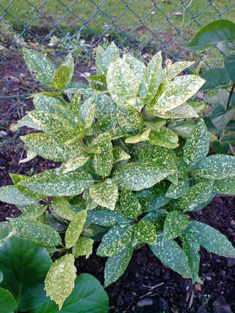 acuba japonica (Aucuba japonica 'variegata')