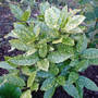 acuba japonica (Aucuba japonica 'variegata')