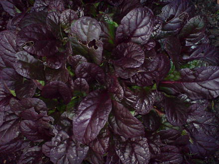 DSC00075.jpg (Ajuga reptans (Bugle))