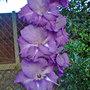 DSC00076_edited.jpg (Gladiolus communis (Gladiolus))