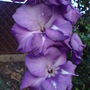 Gladiolus communis