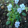Viola