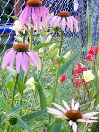 Cone Flower Pinky purple (Echinacea purpurea)