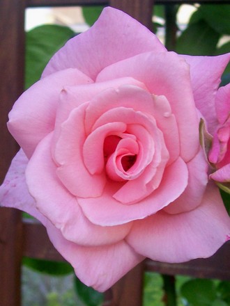 High Hopes - Close up (Rosa 'High Hopes')