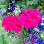 Mexican Tom Cat (Pelargonium)