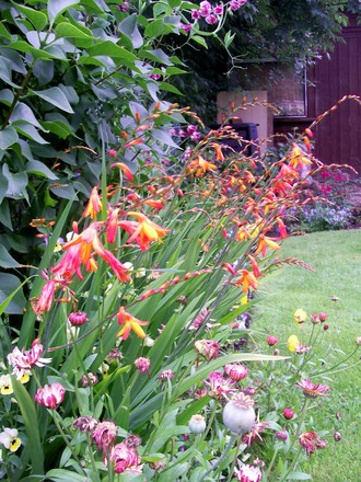 Orange Montbretia (Crocosmia x crocosmiiflora (Montbretia))