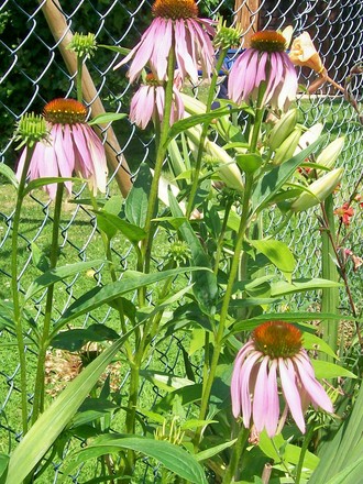 Cone Flower in its glory (Echinacea purpurea)