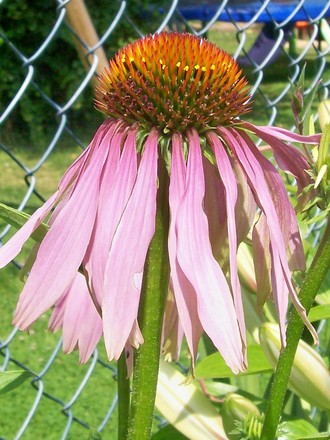 Cone Flower (Echinacea purpurea)