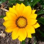 Gazania