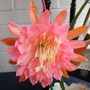 Picture_600