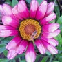 Gazania
