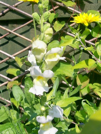 beautiful bunnies (Antirrhinum)