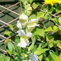 Antirrhinum