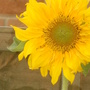 Sunflower.