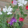 Sweetpeas......