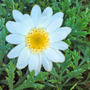 marguerite - yellow/white (argyranthemum)