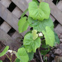 Concord grape (Vitis labrusca)