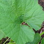 Squash leaf (Cucurbita maxima (Atlantic Giant))