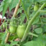 Martino's Roma Tomato (Solanum lycopersicum)