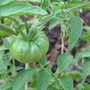 Cherokee Purple Tomato (Solanum lycopersicum)