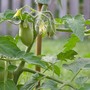 Martino's Roma Tomato (Solanum lycopersicum)