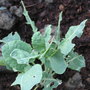 Brassica oleracea